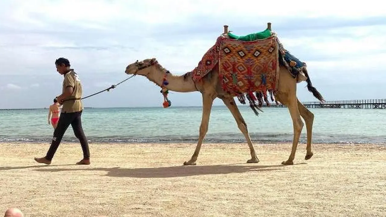 الفندق ريجينسي بلازا اكوا بارك آند سبا - شرم الشيخ